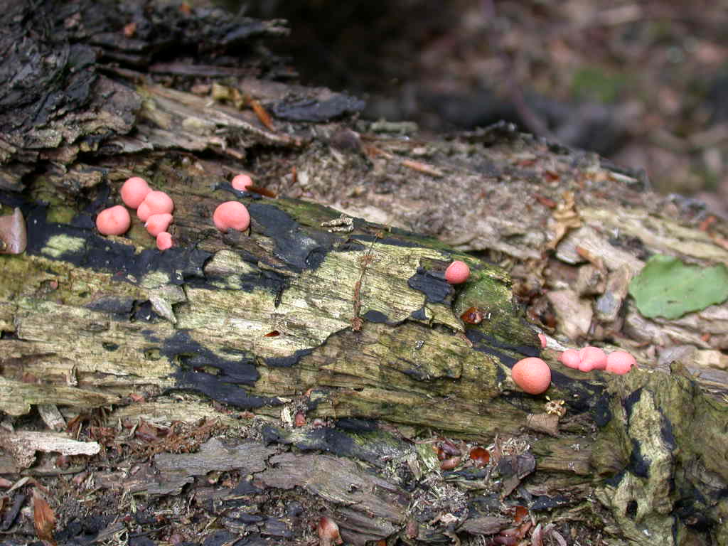 Lycogala epidendrum (J.C. Buxb. ex L.) Fr.(PROVA)